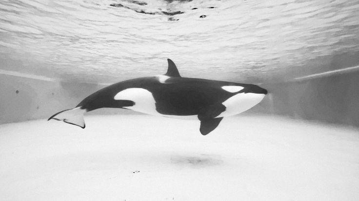 a picture of an orca swimming in a pool